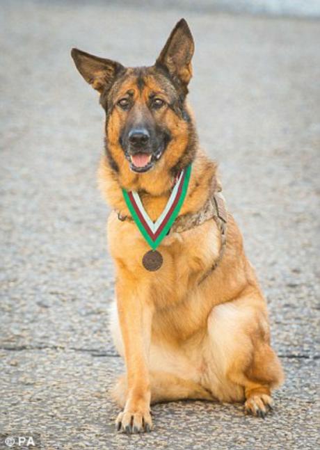 Lucca, perro condecorado con medalla militar