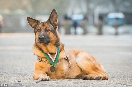 Lucca, perro condecorado con medalla militar