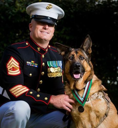 Lucca, perro condecorado con medalla militar