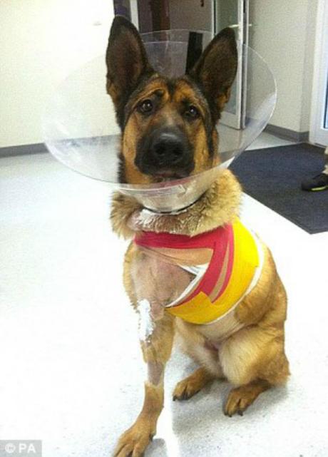 Lucca, perro condecorado con medalla militar