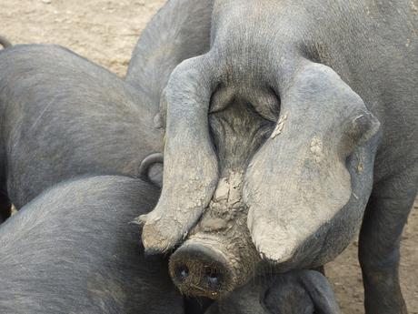 La guerra del cerdo y la patata