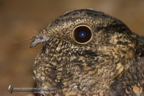 Atajacaminos chico (Little Nightjar) Setopagis parvula