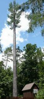 Antenas el habitante más alto Antenas el habitante más alto