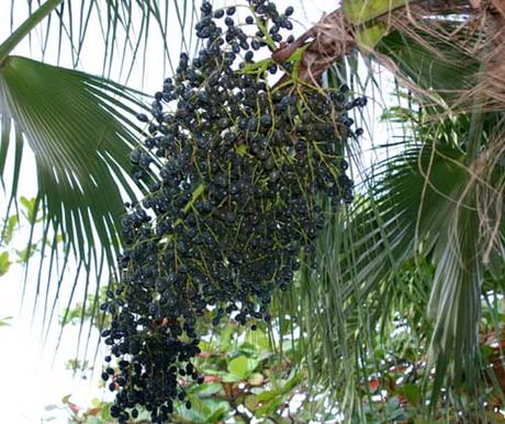 La Papaya, la fruta que sana el intestino acai berry