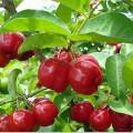 La Papaya, la fruta que sana el intestino Acerola