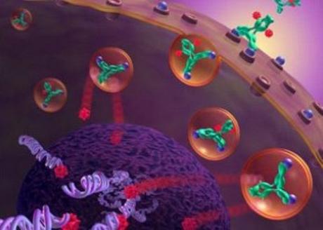 El Calostro Bovino y su influencia sobre el sistema inmune glutation