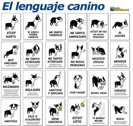 Comunicación Canina ¿Sabes lo que siente tu perro? Comunicación Canina ¿Sabes lo que siente tu perro?