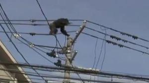 El chimpancé que se balancea agarrado a cables de alta tensión El chimpancé que se balancea agarrado a cables de alta tensión