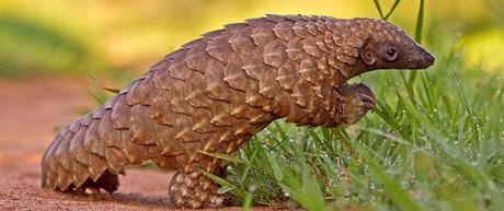 Pangolín Pangolín