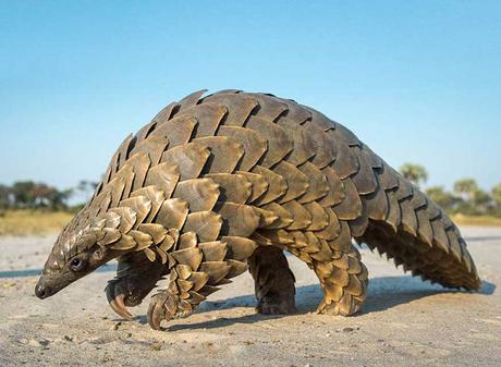 Pangolín Pangolín