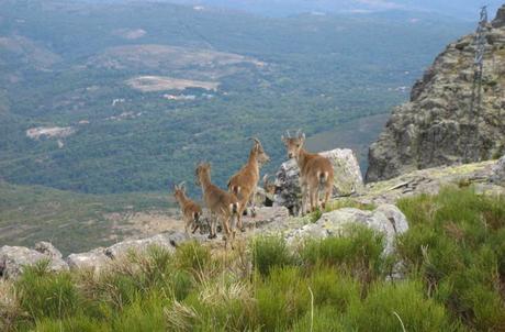 La Peña de Francia, cielo terrenal y divino de Salamanca Un pequeño grupo de cabras montesas Peña de Francia