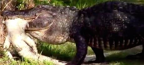 Captado en video: cocodrilo gigante se come a otro cocodrilo CAUGHT ON VIDEO: Monster Alligator Eats Another Alligator