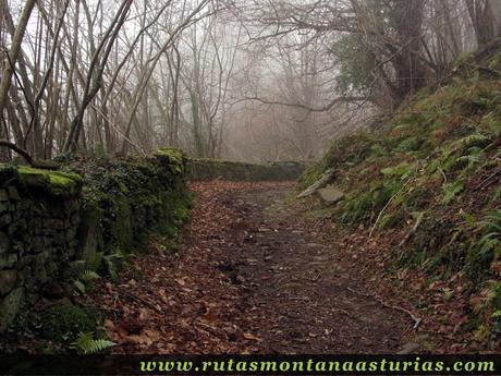 Camino entre muro de piedra y bosque