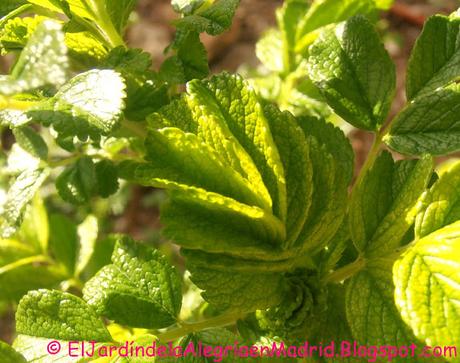 Hojas. Lisas, suaves, rugosas, dentadas, plegadas...Qué gran diseñadora es la Naturaleza!! Hojas. Lisas, suaves, rugosas, dentadas, plegadas...Qué gran diseñadora es la Naturaleza!!