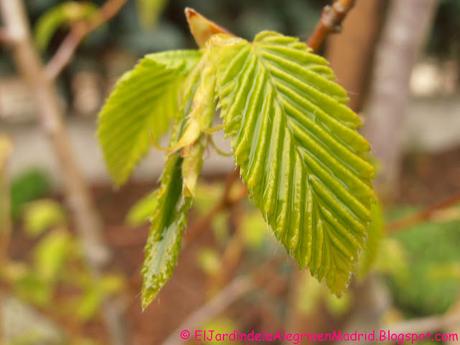 Hojas. Lisas, suaves, rugosas, dentadas, plegadas...Qué gran diseñadora es la Naturaleza!! Hojas. Lisas, suaves, rugosas, dentadas, plegadas...Qué gran diseñadora es la Naturaleza!!