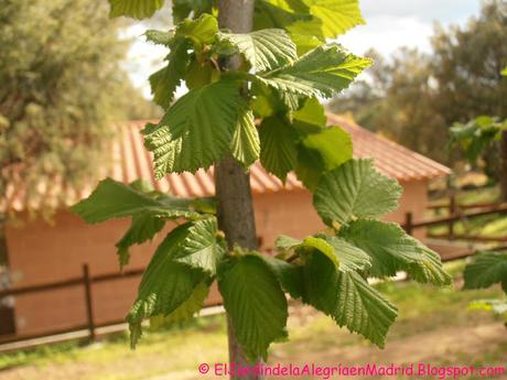 Hojas. Lisas, suaves, rugosas, dentadas, plegadas...Qué gran diseñadora es la Naturaleza!! Hojas. Lisas, suaves, rugosas, dentadas, plegadas...Qué gran diseñadora es la Naturaleza!!