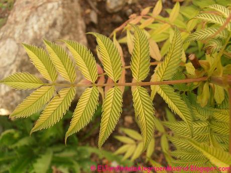 Hojas. Lisas, suaves, rugosas, dentadas, plegadas...Qué gran diseñadora es la Naturaleza!! Hojas. Lisas, suaves, rugosas, dentadas, plegadas...Qué gran diseñadora es la Naturaleza!!