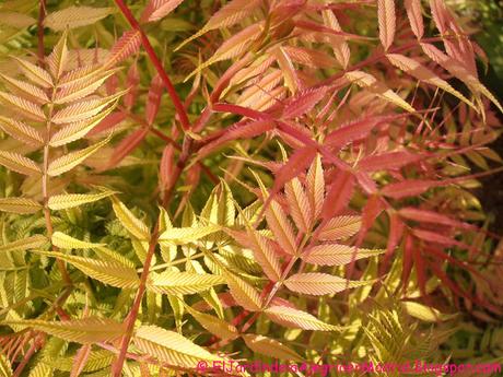 Hojas. Lisas, suaves, rugosas, dentadas, plegadas...Qué gran diseñadora es la Naturaleza!! Hojas. Lisas, suaves, rugosas, dentadas, plegadas...Qué gran diseñadora es la Naturaleza!!