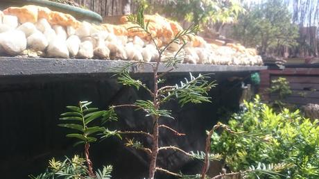 Taxus Baccata : primavera 2016 Taxus Baccata : primavera 2016