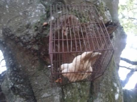 WHITE RABBIT WHITE RABBIT