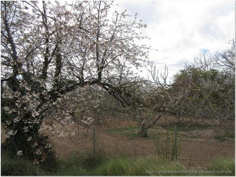 almendro en flor almendro en flor
