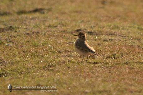 Caminera común (Common Miner) Geositta cunicularia Caminera común (Common Miner) Geositta cunicularia