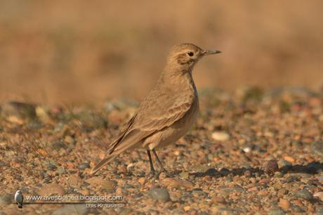 Caminera común (Common Miner) Geositta cunicularia Caminera común (Common Miner) Geositta cunicularia