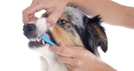 Pasos para enseñar a tu perro a la higiene dental