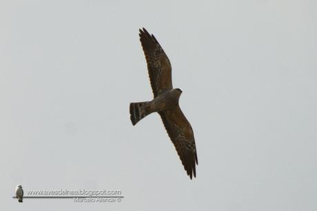 Milano boreal (Mississippi Kite) Ictinia mississippiensis