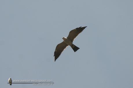 Milano boreal (Mississippi Kite) Ictinia mississippiensis