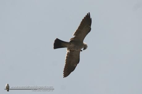 Milano boreal (Mississippi Kite) Ictinia mississippiensis