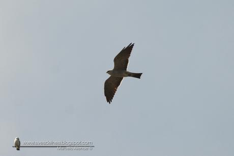 Milano boreal (Mississippi Kite) Ictinia mississippiensis