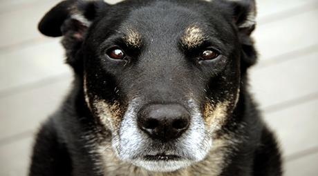 mejores alimentos perros senior mejores alimentos perros senior