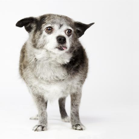 perro senior perro senior