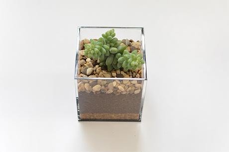 DIY | Haz un mini terrario para tus suculentas