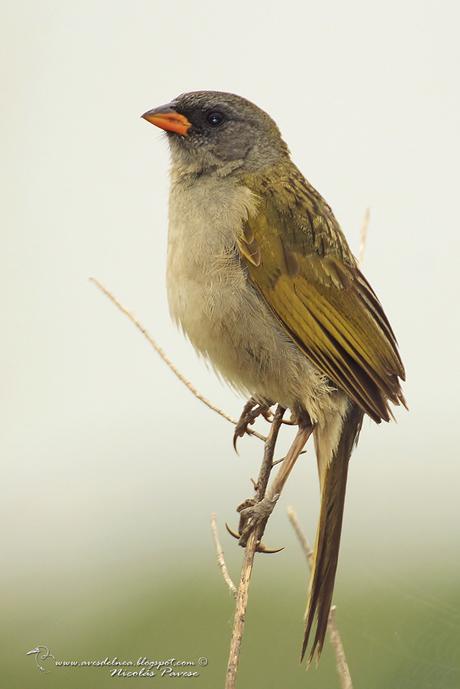 Verdón (Great pampa Finch) Embernagra platensis