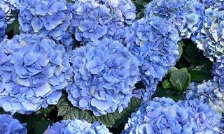 hydrangea macrophylla hortensia blue azul flower flor