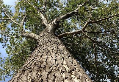 Divulgando la Naturaleza Aragonesa - Chopo El Abuelo