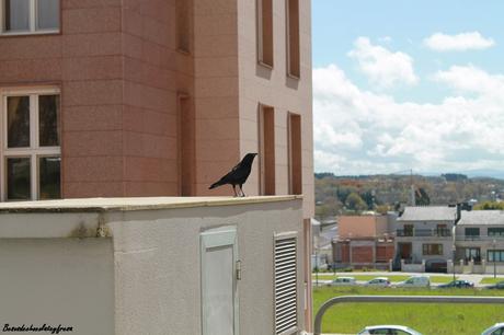 Total black & red Total black & red