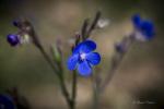 Anchusa azurea