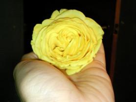 EL COMPROMISO DE AMARSE A SI MISMO cropped-snc02345.jpg