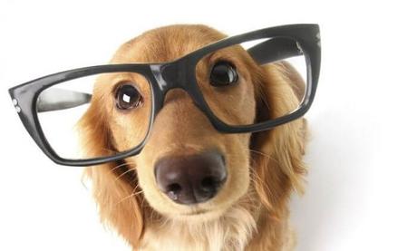 ¡Es malo Cortar Bigotes en los perros ? ¡Descubrelo Aquí! es malo cortarle los bigotes a los perros