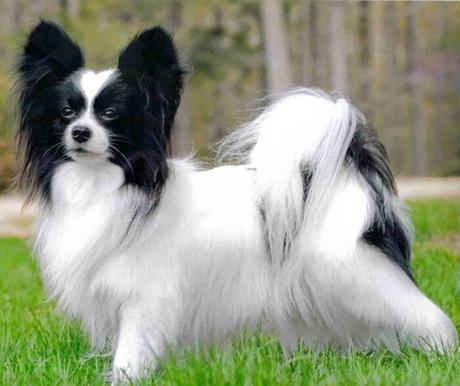 perro papillon