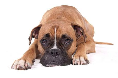 causas del estreñimiento en perros