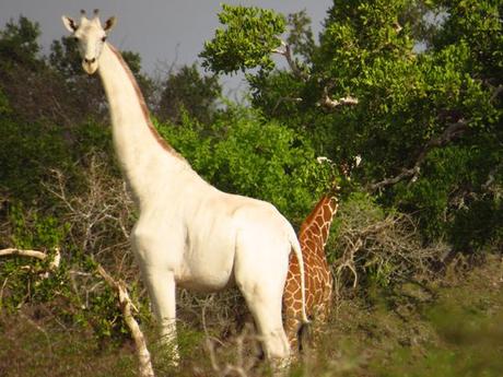 Una rara jirafa blanca es fotografiada en África Una rara jirafa blanca es fotografiada en África