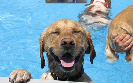 El primer “Aqua Park” canino en España abre sus puertas