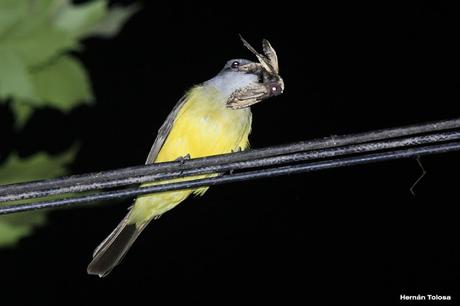 Aprovechamiento de la  luz artificial por aves insectívoras diurnas