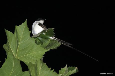 Aprovechamiento de la  luz artificial por aves insectívoras diurnas