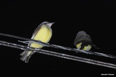 Aprovechamiento de la  luz artificial por aves insectívoras diurnas