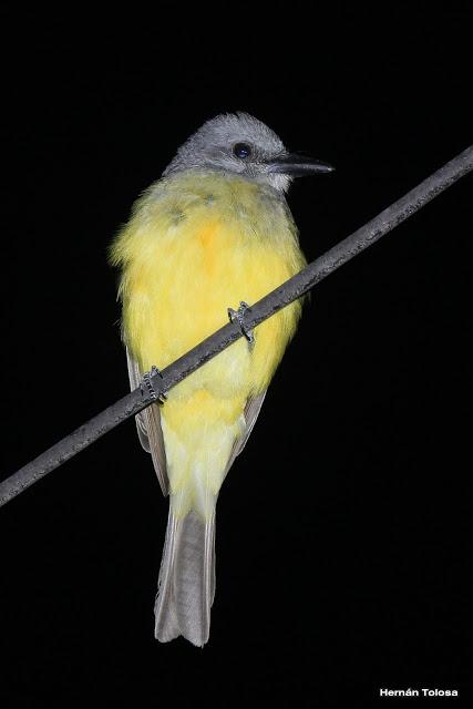 Aprovechamiento de la  luz artificial por aves insectívoras diurnas